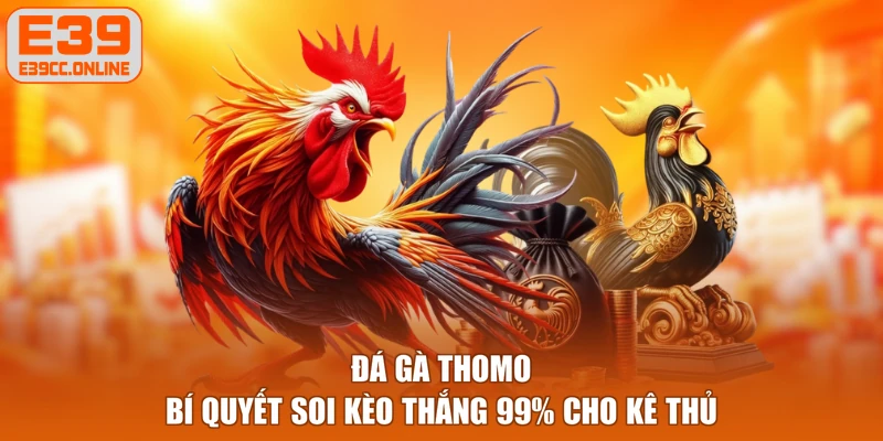 Đá Gà Thomo - Bí Quyết Soi Kèo Thắng 99% Cho Kê Thủ